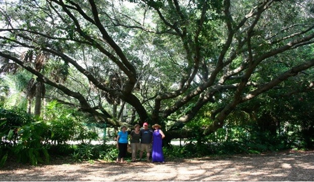 Designated Tree City Image